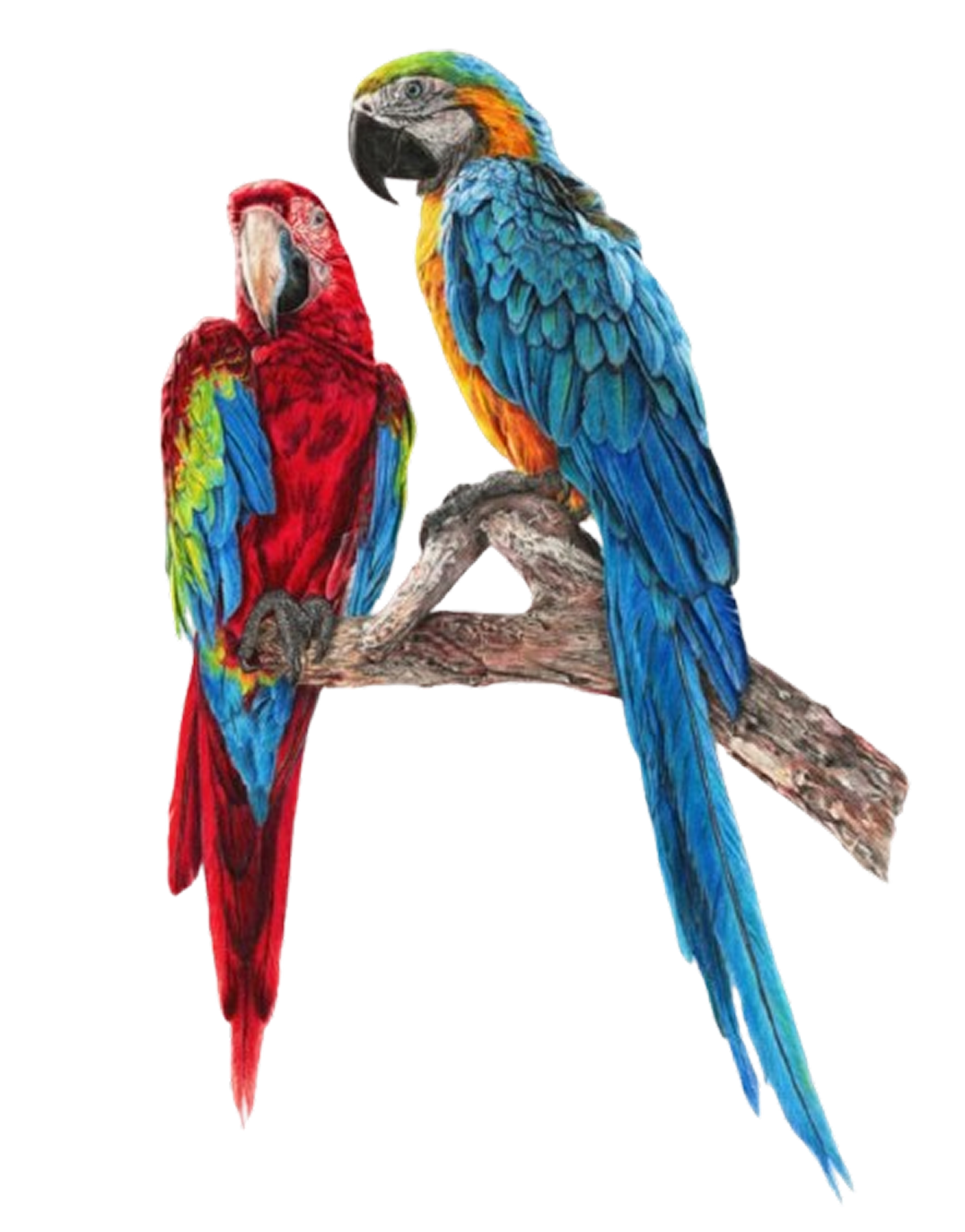 Parrots